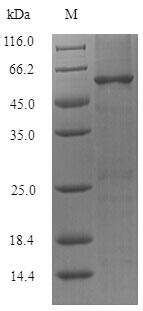 Recombinant Lactobacillus reuteri Chaperonin GroEL (groEL)
