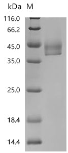 Recombinant Dog Lipocalin Can f 6.0101