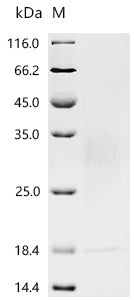 Recombinant Macaca fascicularis Thymic stromal lymphopoietin (TSLP)