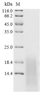 Recombinant Human immunodeficiency virus type 1 group M subtype C Protein Tat (tat)