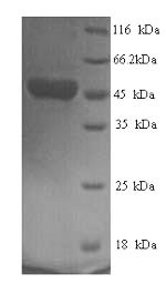 Recombinant Human respiRatory syncytial virus B Fusion glycoprotein F0 (F), partial
