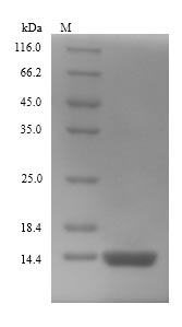 Recombinant Escherichia coli Thiosulfate sulfurtransferase GlpE (glpE)