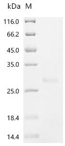 Recombinant Alternaria alternata Superoxide dismutase [Cu-Zn]