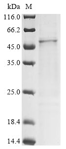 Recombinant Bovine Pregnancy-associated glycoprotein 2 (PAG2)