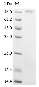 Recombinant Bovine Seizure 6-like protein 2 (SEZ6L2), partial