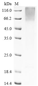 Recombinant Bovine Pregnancy-associated glycoprotein 1