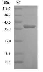 Recombinant Arabidopsis thaliana Cyclin-dependent kinase B1-2 (CDKB1-2)