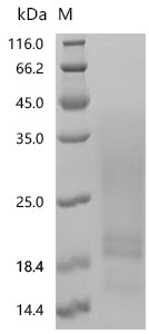 Recombinant Artemisia vulgaris Art v 2 allergen (art v 2)
