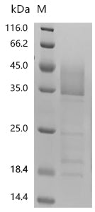 Recombinant Artemisia vulgaris Art v 2 allergen (art v 2)