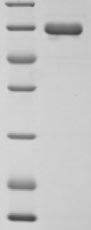 Recombinant Human Endogenous retrovirus group K member 6 Env polyprotein (ERVK-6), partial
