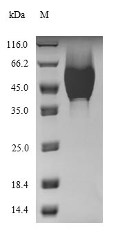 Recombinant Staphylococcus aureus Gamma-hemolysin component C (hlgC)