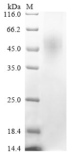 Recombinant Mouse Complement C1q tumor necrosis factor-related protein 6 (C1qtnf6)