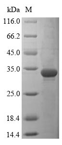 Recombinant Mouse Dedicator of cytokinesis protein 8 (Dock8), partial