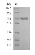 Recombinant Arabidopsis thaliana Double-stranded RNA-binding protein 5 (DRB5)