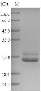 Recombinant Arabidopsis thaliana 2-Cys peroxiredoxin BAS1, chloroplastic (BAS1)