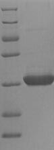 Recombinant Arabidopsis thaliana 2-Cys peroxiredoxin BAS1, chloroplastic (BAS1)