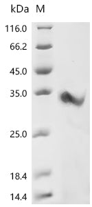 Recombinant Mouse CMRF35-like molecule 5 (Cd300ld), partial