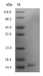Recombinant Mouse Secretoglobin family 3A member 2 (Scgb3a2)