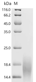 Recombinant Human Ly-6/neurotoxin-like protein 1 (LYNX1), partial