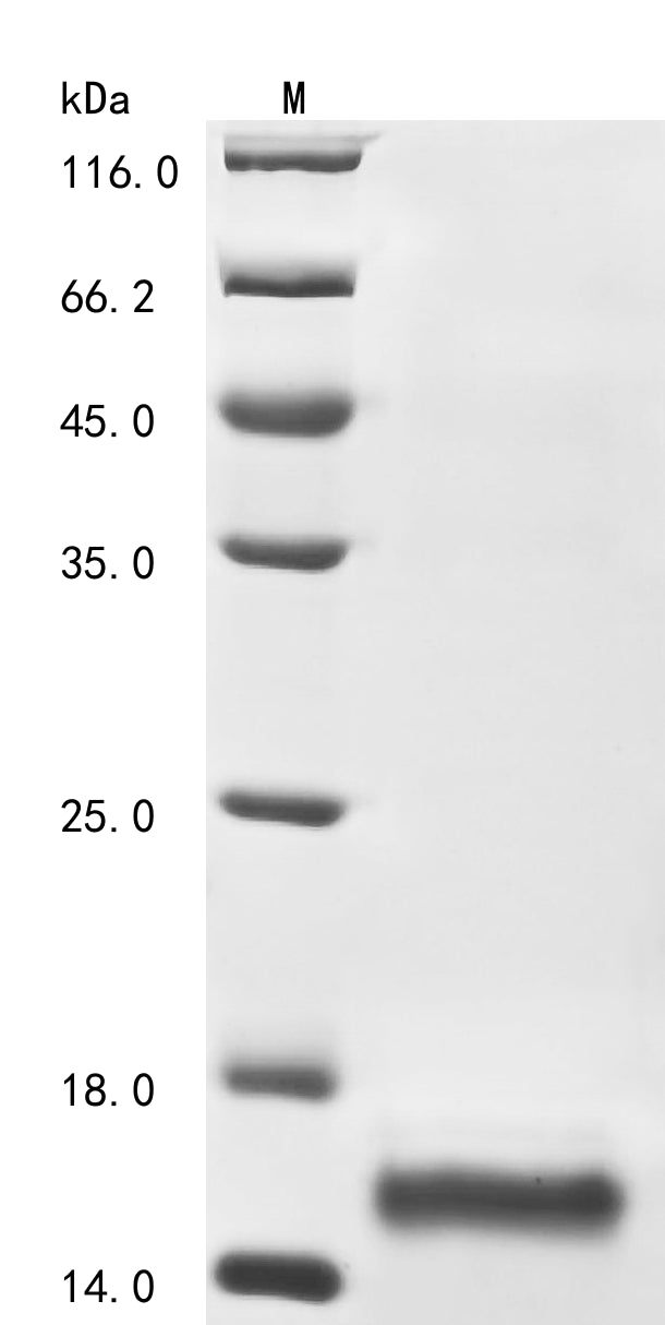 Recombinant Bovine coronavirus Non-structural protein of 4.9 kDa (4a)