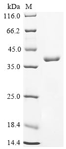Recombinant Human Butyrophilin-like protein 2 (BTNL2), partial