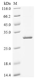 Recombinant Human Podocin (NPHS2), Partial