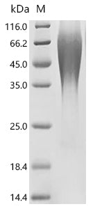 Recombinant Human Membrane-spanning 4-domains subfamily A member 12 (MS4A12), partial