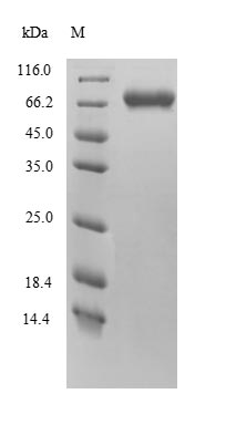 Recombinant Mouse Protein FAM111A (Fam111a)