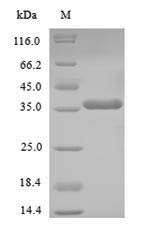 Recombinant Human Homeobox protein NANOG (NANOG)