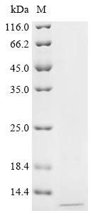 Recombinant Rabbit B (0,+)-type amino acid transporter 1 (SLC7A9), partial