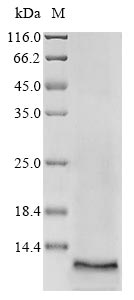 Recombinant Human ATP-binding cassette sub-family G member 2 (ABCG2), partial