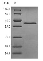 Recombinant Schizosaccharomyces pombe NADH kinase pos5, mitochondrial (pos5)