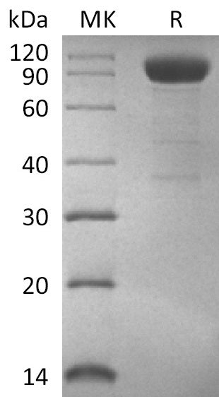 Biotinylated Human IL-3RA (C-Fc-Avi)