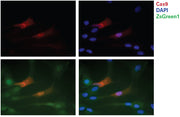 Cas9 antibodies - Gene function - Takara Bio