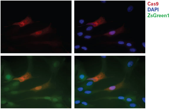 Cas9 antibodies - Gene function - Takara Bio