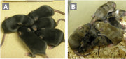 Cellartis 3i mES/iPSC Culture Medium: maintenance of mouse ES cells - Stem cell research - Takara Bio