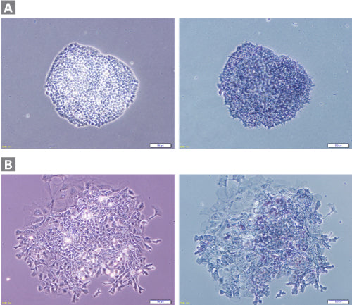 Cellartis 3i mES/iPSC Culture Medium: maintenance of mouse ES cells - Stem cell research - Takara Bio