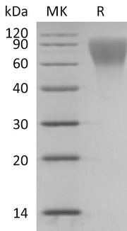 Recombinant Human CD34 (C-6His)
