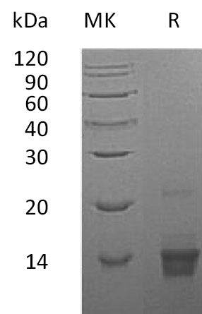 Recombinant Human PTH