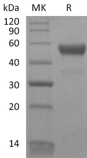 Recombinant Human CD300LB (C-Fc)
