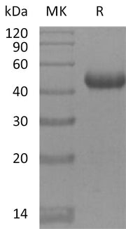 Recombinant Mouse BAFFR (C-Fc)