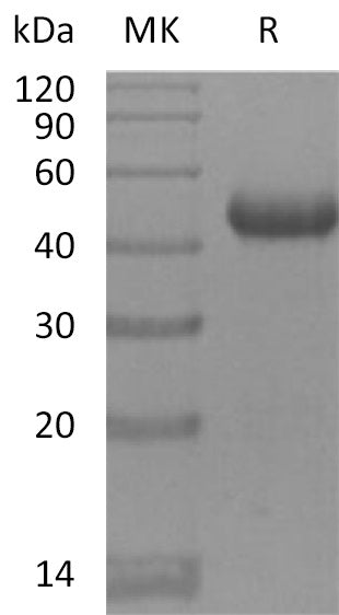 Recombinant Mouse BAFFR (C-Fc)