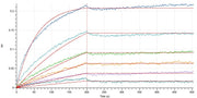 Recombinant Human CD3E (C-mFc)