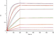 Recombinant Human BAFF (N-6His)