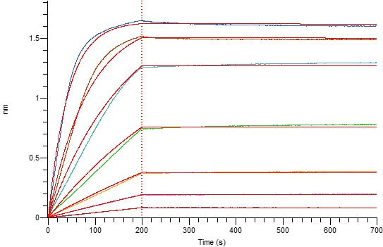 Recombinant Human BAFF (N-6His)