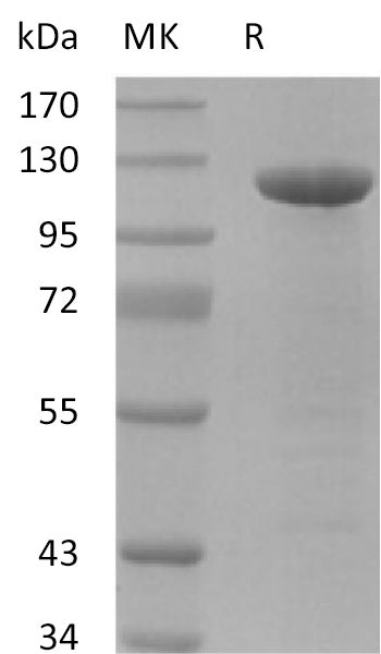 Recombinant Human Amyloid Precursor (C-Fc)