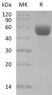 Recombinant Mouse CD79B (C-Fc)