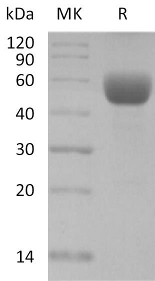 Recombinant Mouse CD79B (C-Fc)