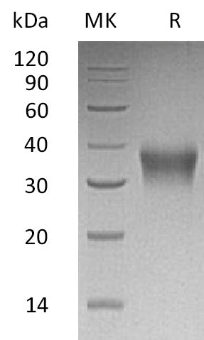 Recombinant Human EPO (C-6His)