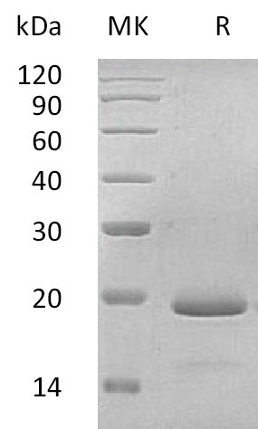 Recombinant Human IL-11
